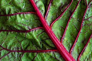 The Verdant Miracle: Unearthing the Positive Effects of Greens